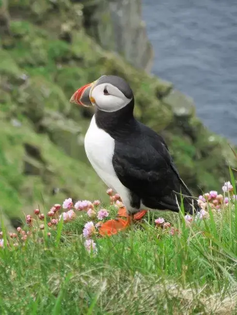 NHS Shetland Jobs
